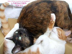 2016ǯ8��5���ؤ̤���󤺡٥���å���������ܤǸ���ޤ�