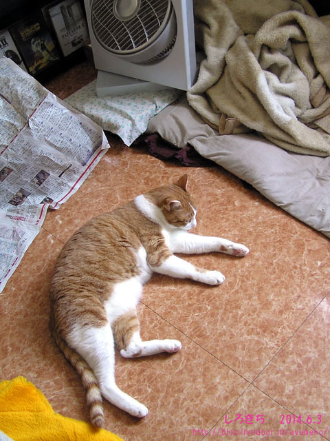 今頃だけ飛んでる黒い虫 ふわふわ日誌