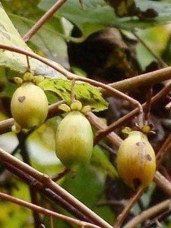 Actinidia_polygama_071027a