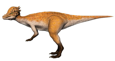 pachycephalosaurus-side