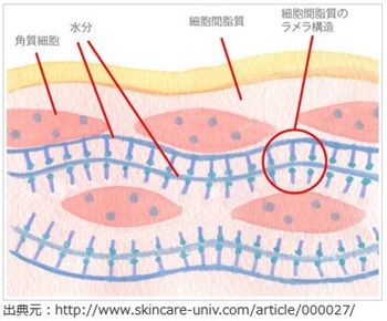 角層詳細図