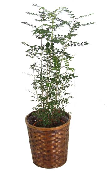風水 観葉植物 シマトネリコ 風水観葉植物ライフで幸せを呼び込む