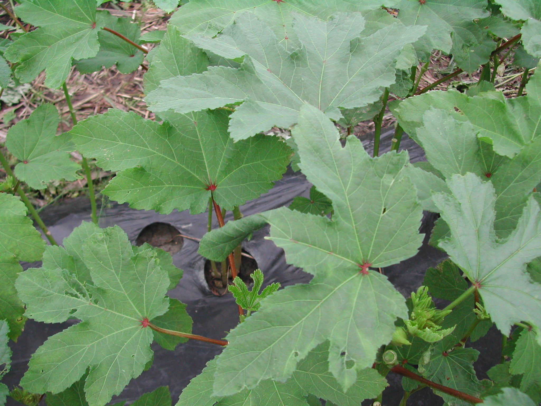 野菜に付く虫 葉巻き虫 沖縄農的生活