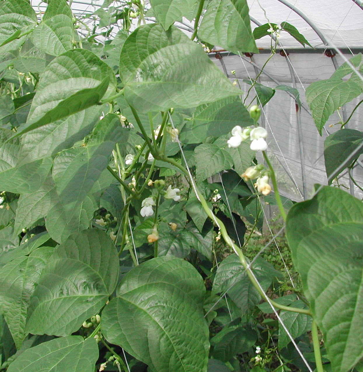 観賞用インゲン 沖縄農的生活