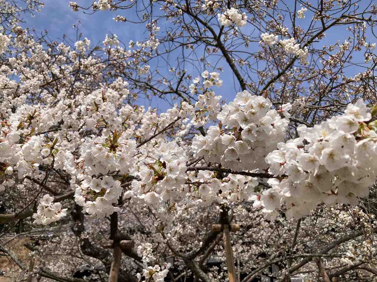 国宝大宝寺のうば桜 七分咲き : さしもも日記☆坂の上の雲の松山市から