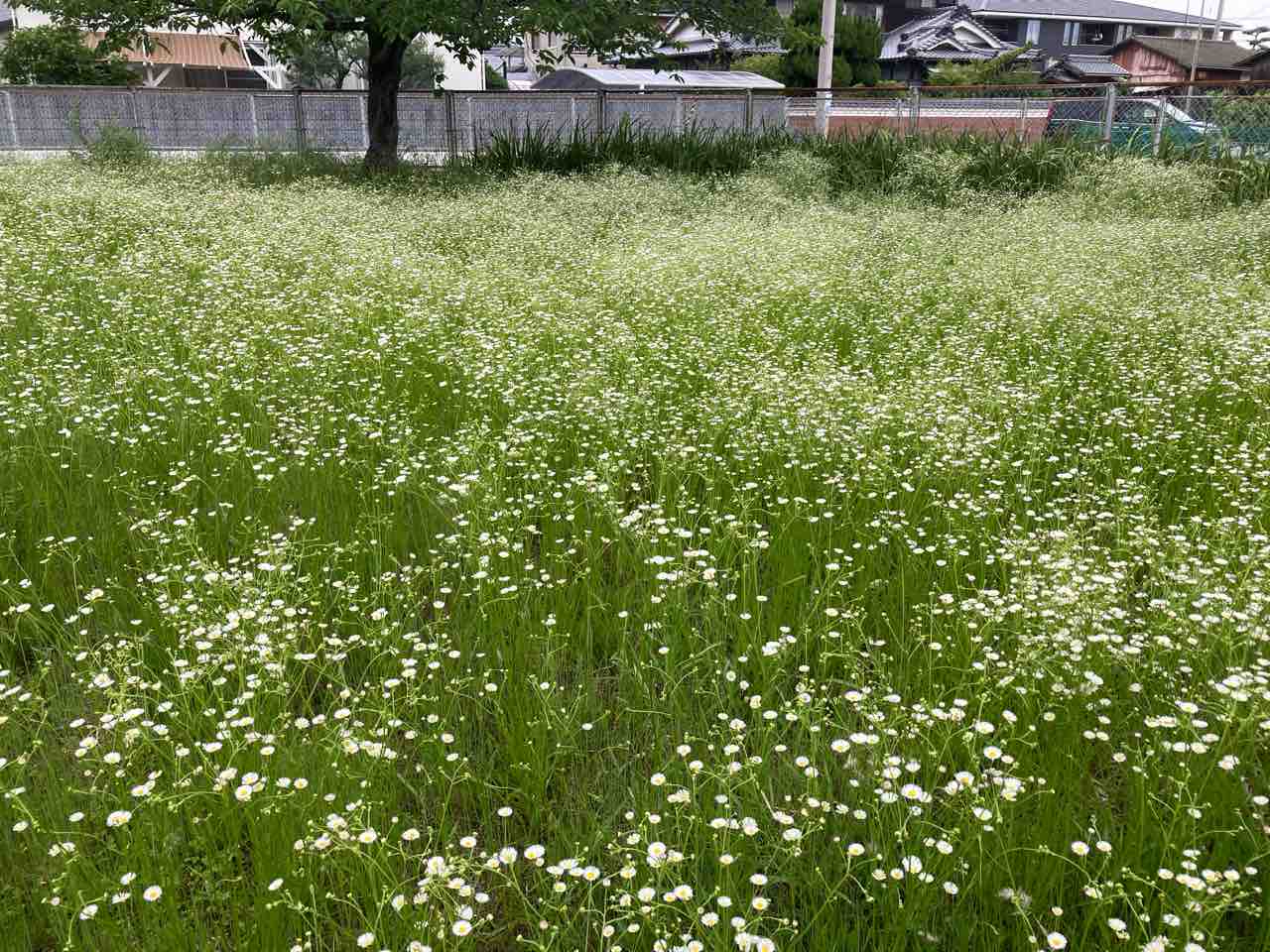 公園で花を摘む 雑草 ハルジオン 別名 貧乏草 さしもも日記 坂の上の雲の松山市から