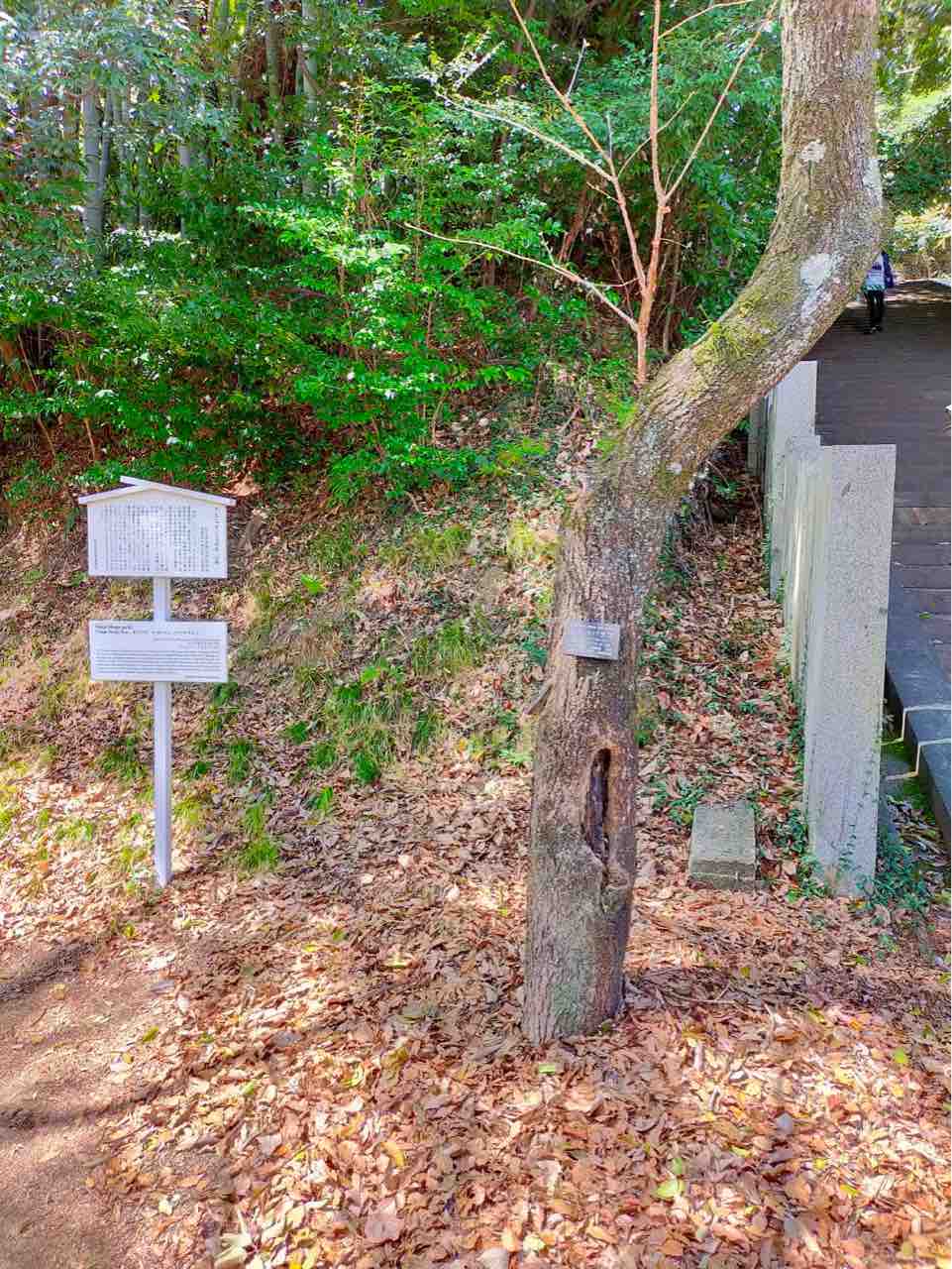 東雲神社から松山城 花見の報告 さしもも日記 坂の上の雲の松山市から