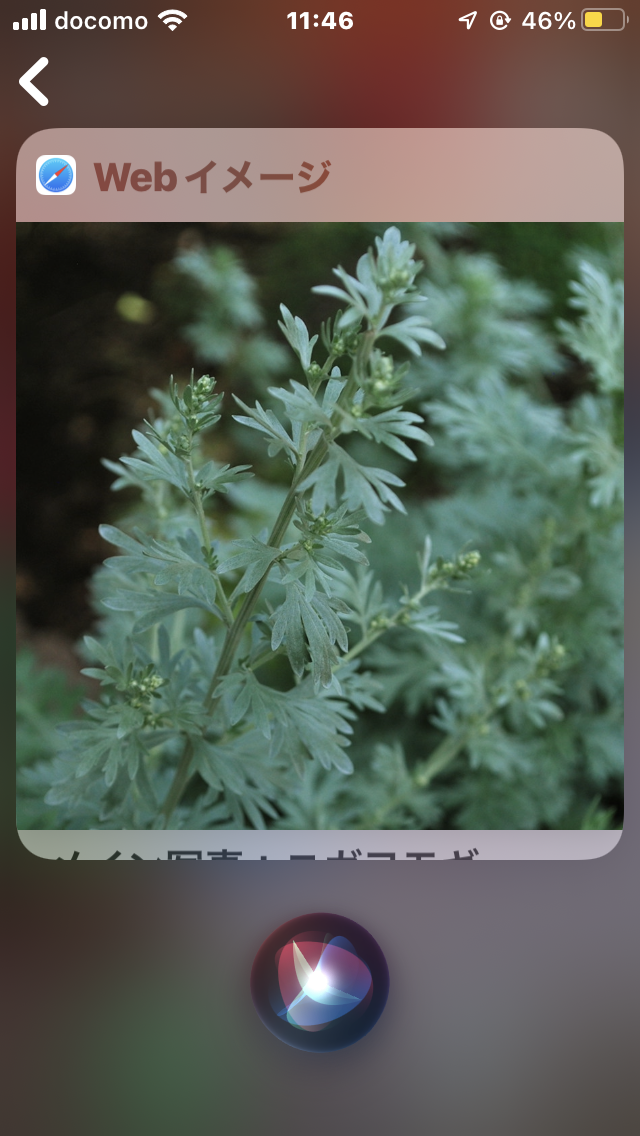 蚊が嫌がるニガヨモギ さしもも日記 坂の上の雲の松山市から