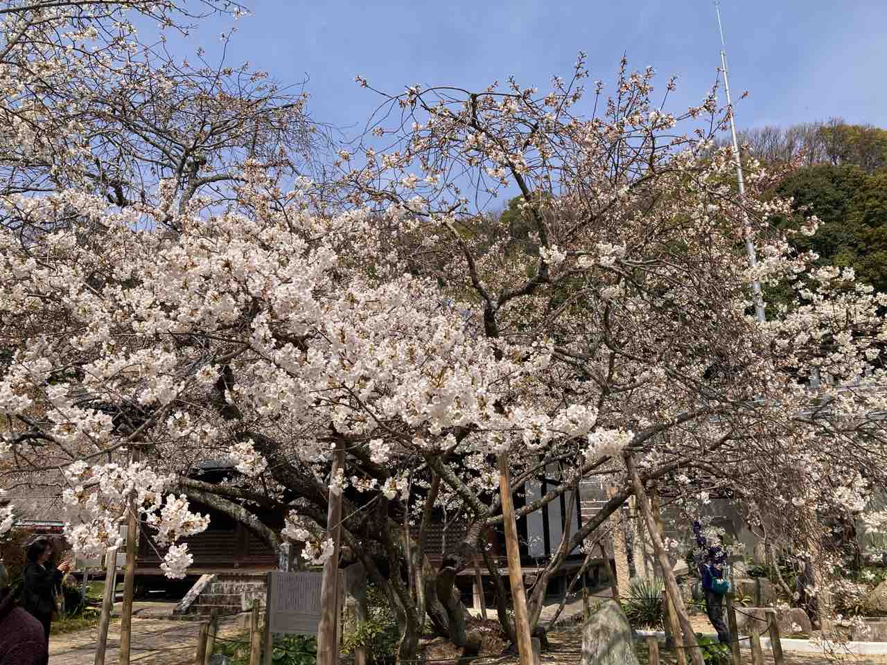 国宝大宝寺のうば桜 七分咲き : さしもも日記☆坂の上の雲の松山市から