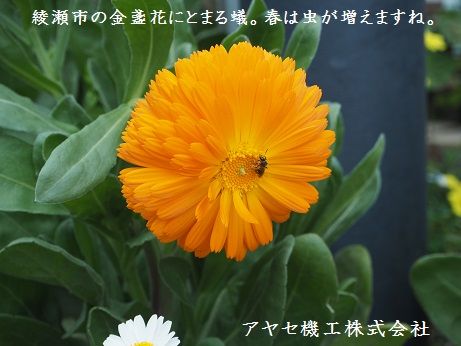 シャープ蚊取空清 虫 アヤセ機工 (1)