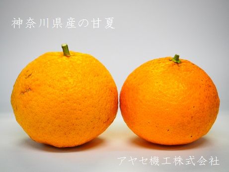 P3291194