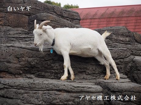 クーラント要オイルスキマバルト式 ギガ アヤセ機工