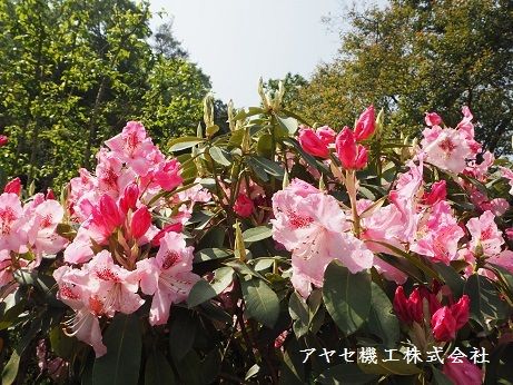 石楠花しゃくなげ (2)