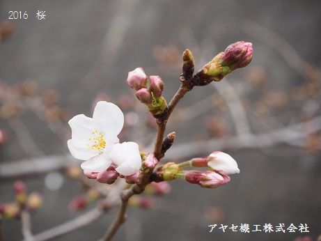 2016綾瀬市桜 (5)