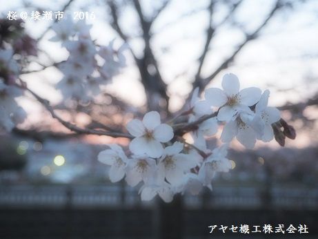 綾瀬市の桜と夕日 アヤセ機工