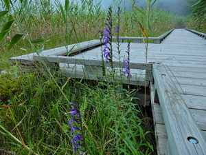 DSCN0251