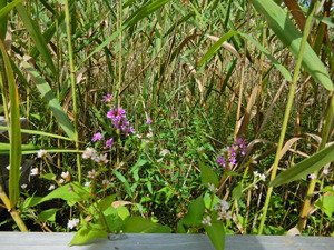 DSCN0998