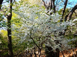 DSCN8593