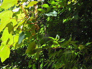 DSCN0129