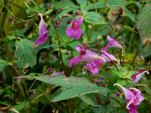 DSCN0496