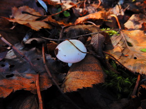 DSCN9649