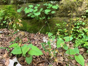 IMG_9718