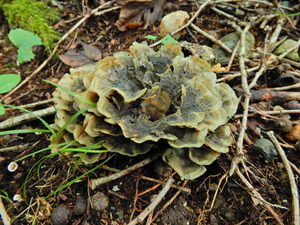 DSCN0848