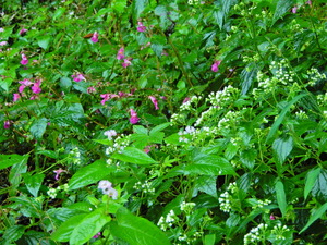 DSCN0012