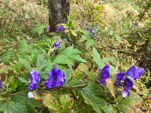 IMG_5991