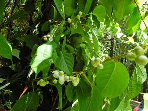 DSCN0223