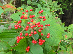 DSCN0098