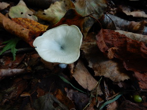 DSCN1452