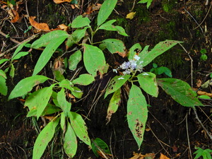 DSCN9362