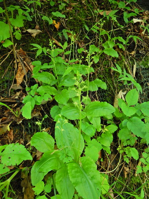 DSCN0245