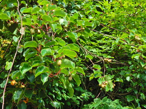 DSCN0138