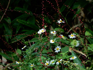 DSCN0531