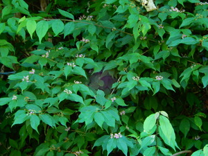 DSCN0388