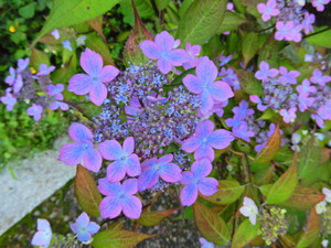 DSCN0199