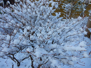 DSCN9768