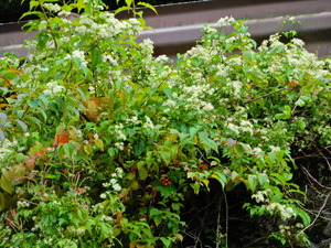 DSCN0137