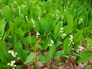 DSCN1035