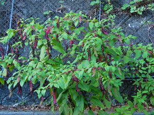 DSCN0641