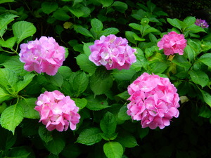 DSCN0059