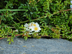 DSCN0029