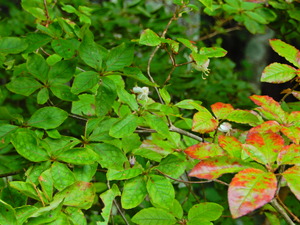 DSCN0158