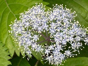 IMG_9852