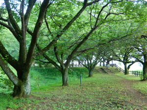 DSCN1042