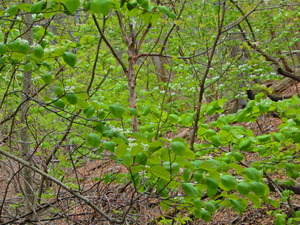 DSCN0026