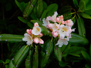 DSCN9878