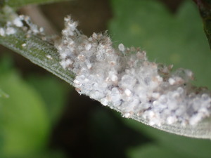 P8150481